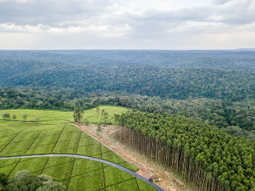 Rooted in Resilience: The Power of Agroforestry