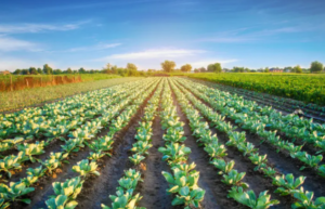 own a piece of your land