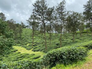 farmland in coorg  