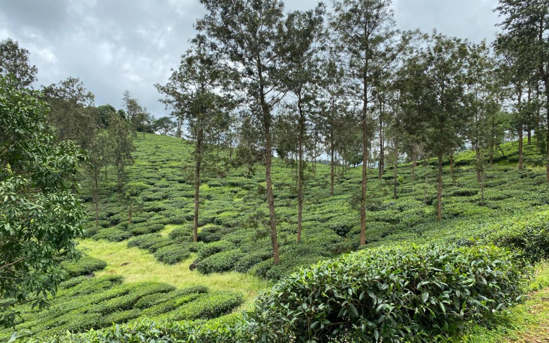What Crops Are Typically Grown on Managed Farmland in Coorg and When Does Each One Produce Income?