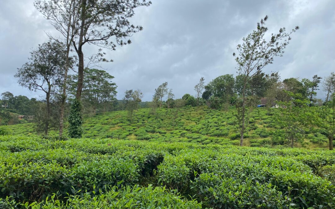Why Coorg Farmland Is Gaining Attention From Institutional Investors and Family Offices