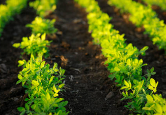 How to Read a Soil Test Report for Your Coorg Farmland: A Guide for Non-Agricultural Investors
