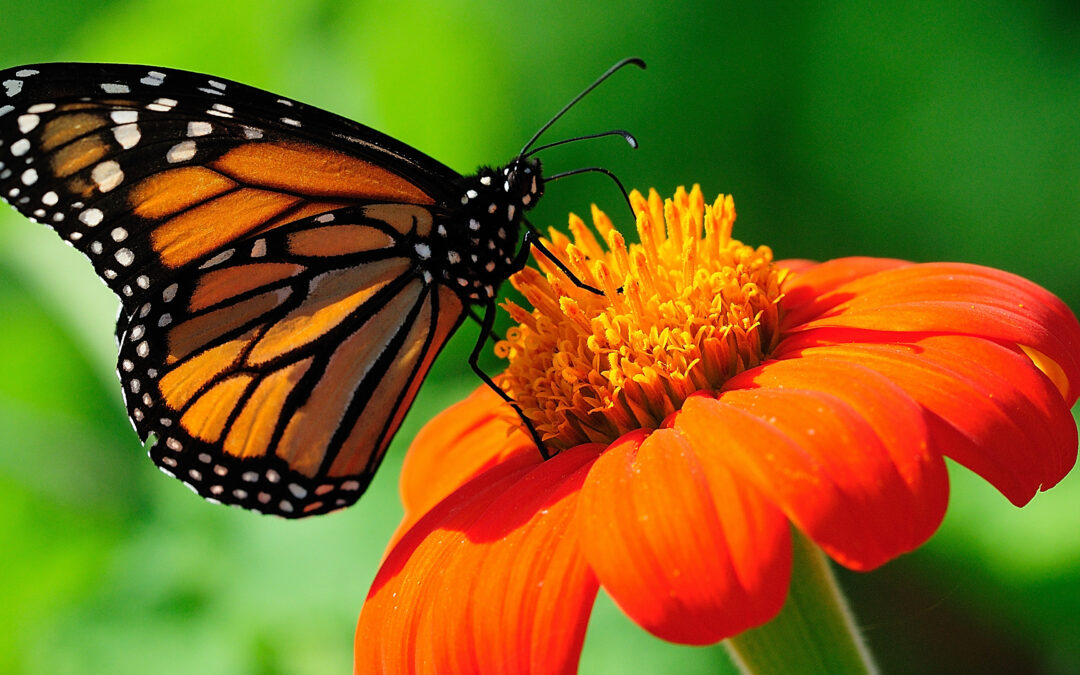 Nature Living: Why People Are Moving Away from Cities