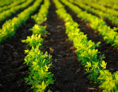 Things to Check Before Buying Agricultural Land in India