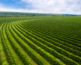 How Managed Farmland Supports Sustainable Farming