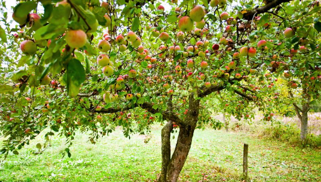 Fruit Orchard Farming: A Long-Term Wealth Asset