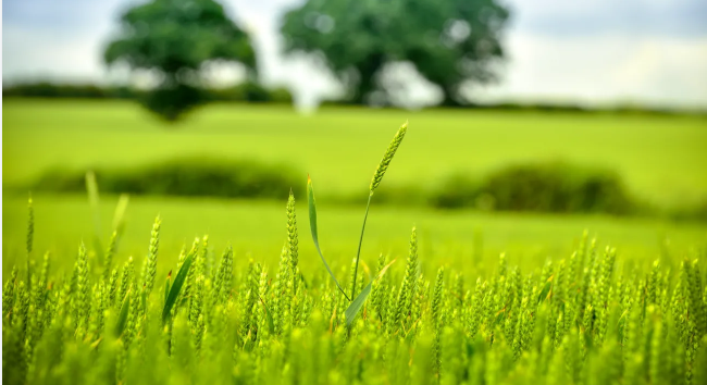 Agricultural Income Tax Benefits in India: The Complete Guide for Bangalore Farmland Investors