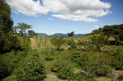 The Coorg Farmland Investment That Keeps Paying After You Retire: Building Agricultural Income for Your Post-Career Years