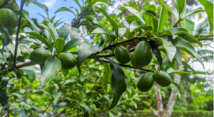 Avocados