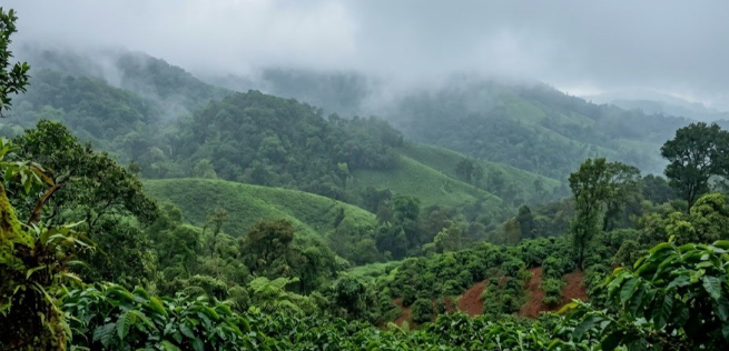 Coorg Farmland for Chartered Accountants and Finance Professionals: The Asset That Makes Sense When You Run the Numbers
