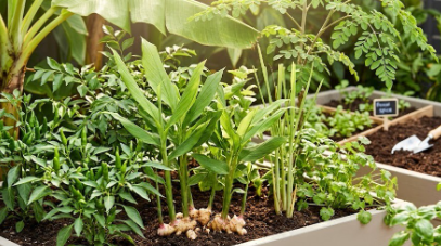 Your Backyard Spice Garden: Small Space, Big Flavor