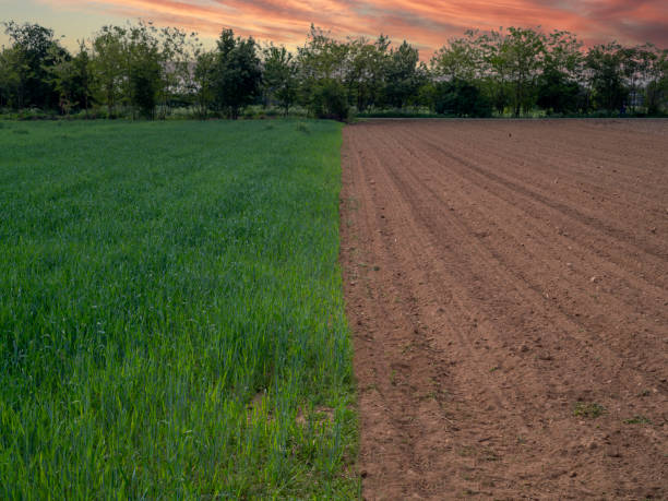 Managed Farmland vs Direct Land Purchase in Coorg: Which Is the Right Choice for You?