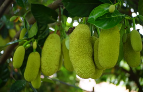 What the Mango and Jackfruit Orchards on Your Coorg Estate Contribute to Total Income — and Why They Are Undervalued