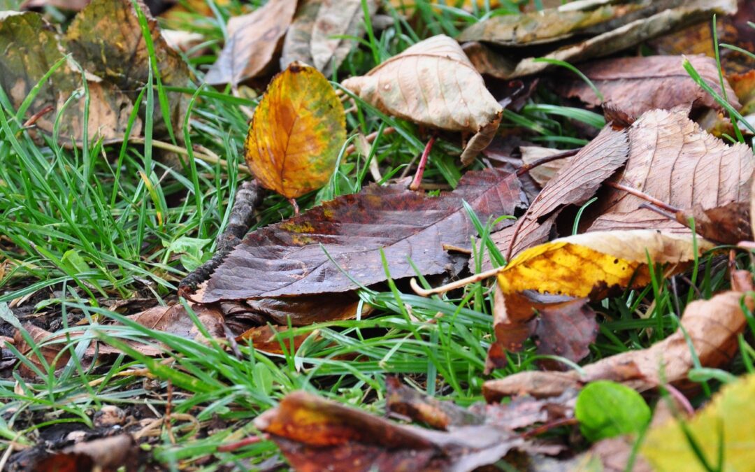 How Fallen Leaves Become Nature’s Best Fertilizer