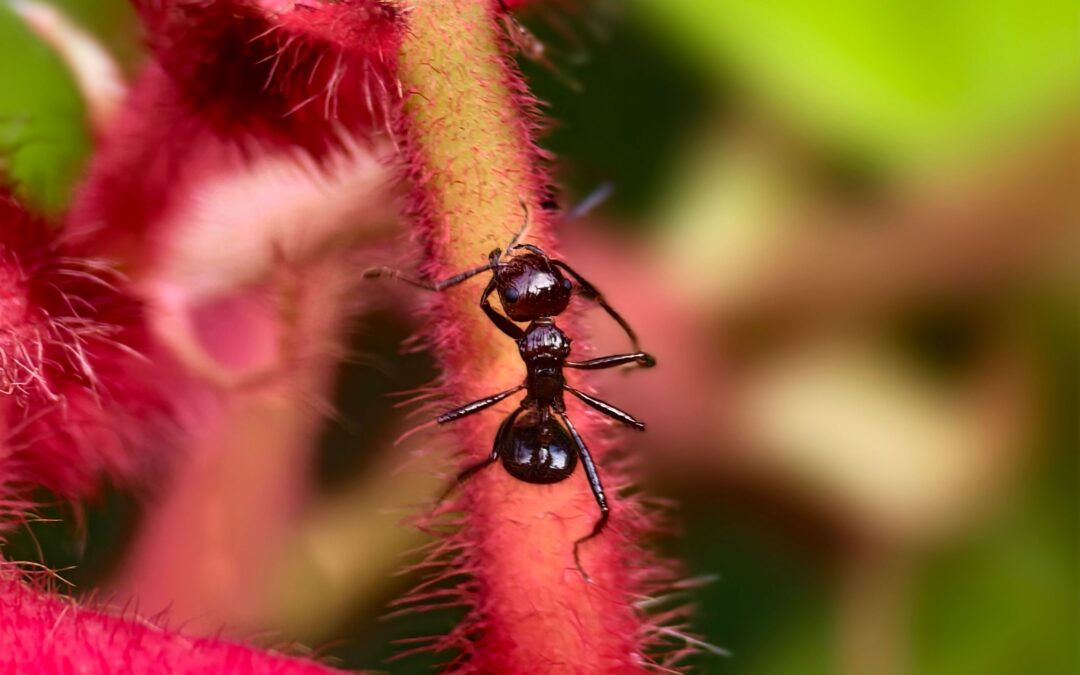 Tiny Creatures That Keep a Farm Healthy: Ants, Beetles and Earthworms