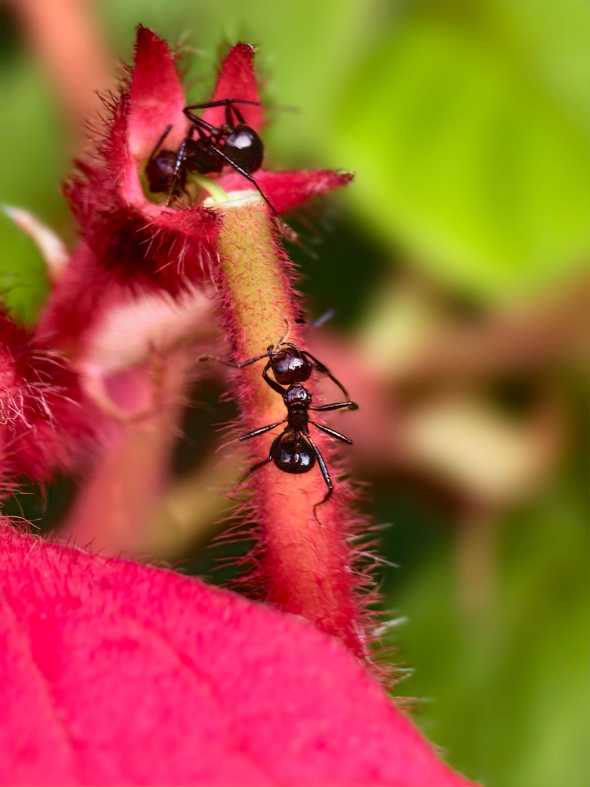 pexels-chronicles-of-n-1933246365-33184483 tiny-creatures-that-keep-a-farm-healthy