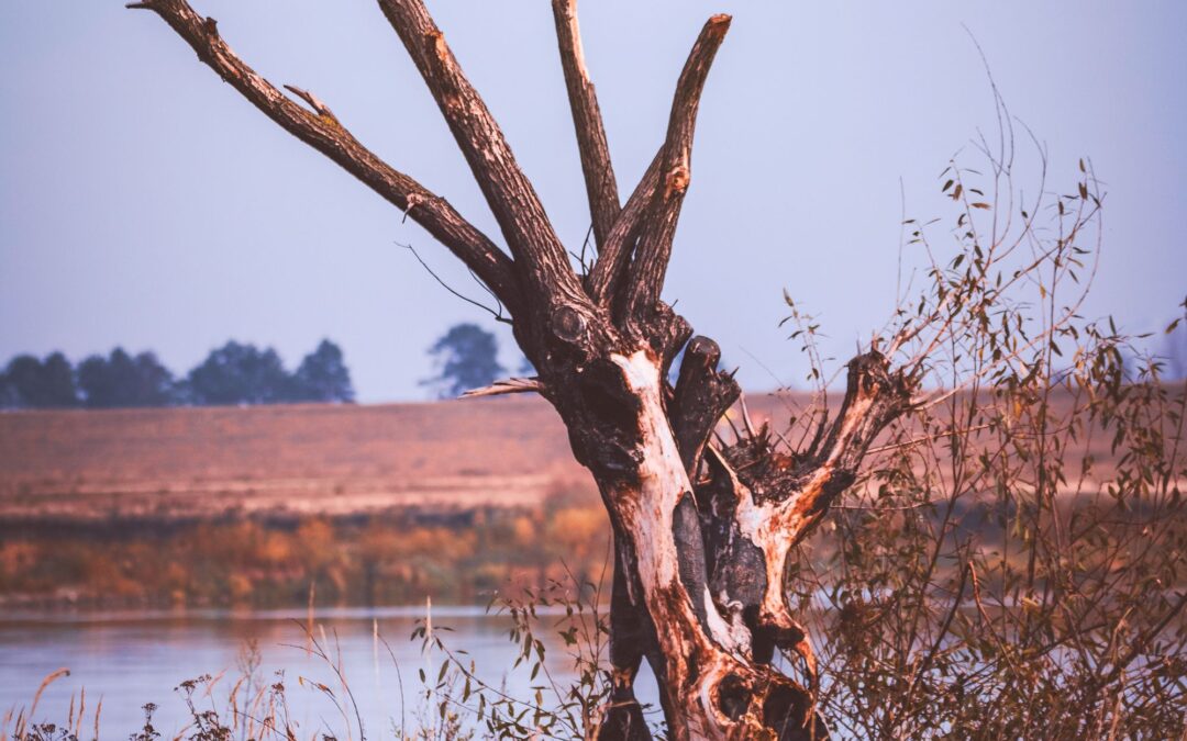 Why Dead Trees Are Full of Life: The Hidden Importance of Standing Snags