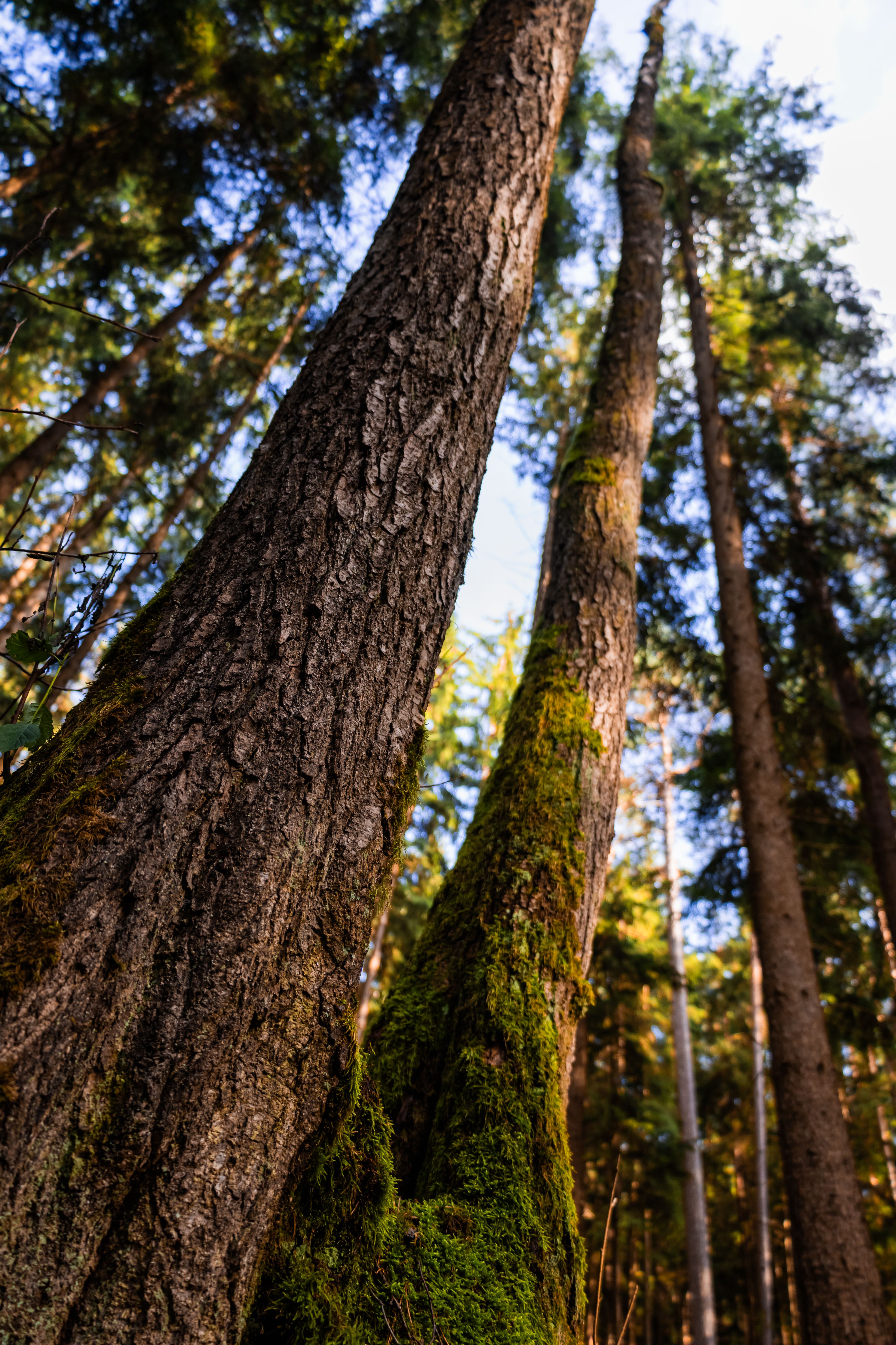 The Secret Life of Tree Bark: More Than Just a Protective Layer