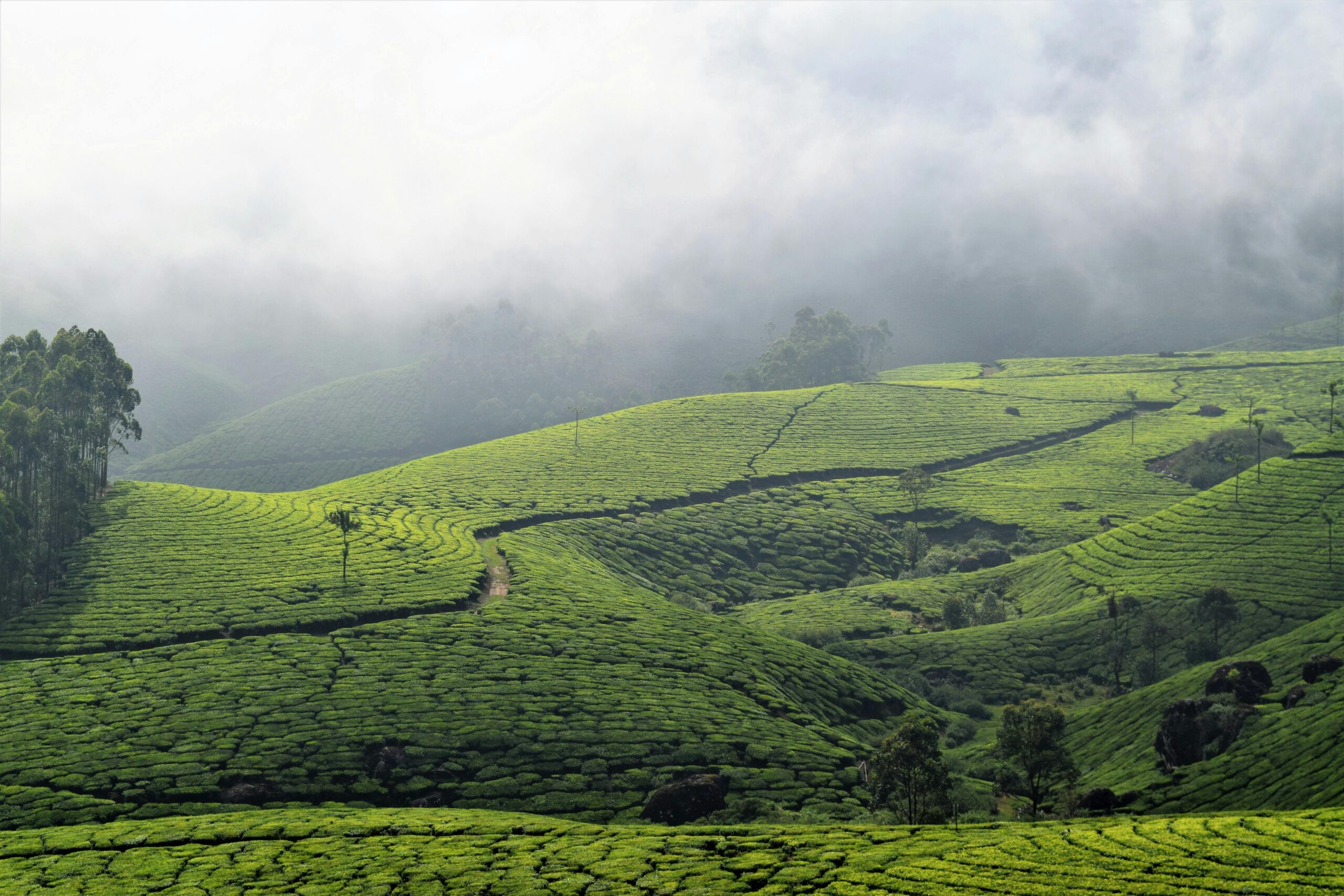Why Coorg’s Western Ghats Location Makes It One of India’s Most Climate-Stable Agricultural Investments