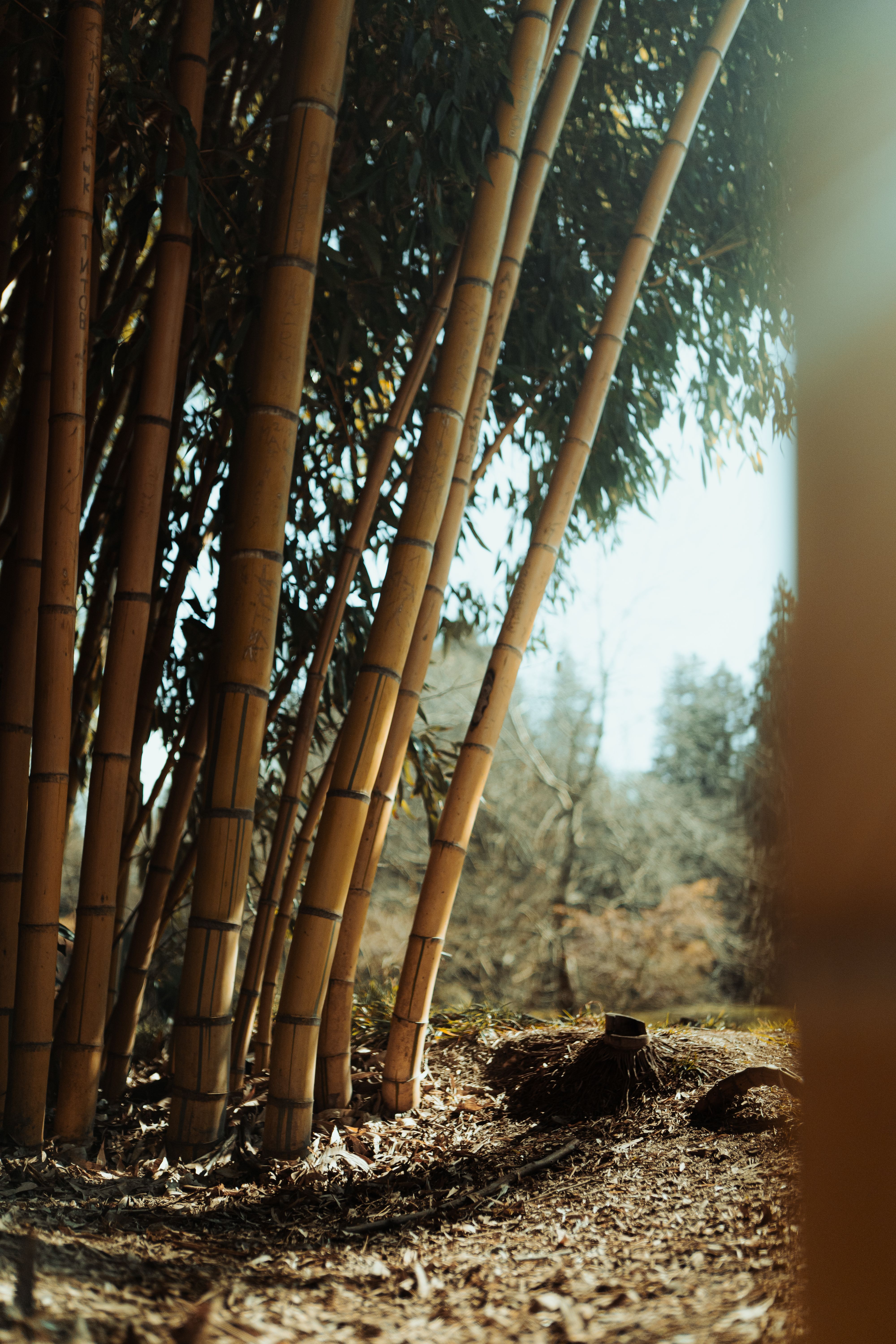 pexels-justguryan-20793642