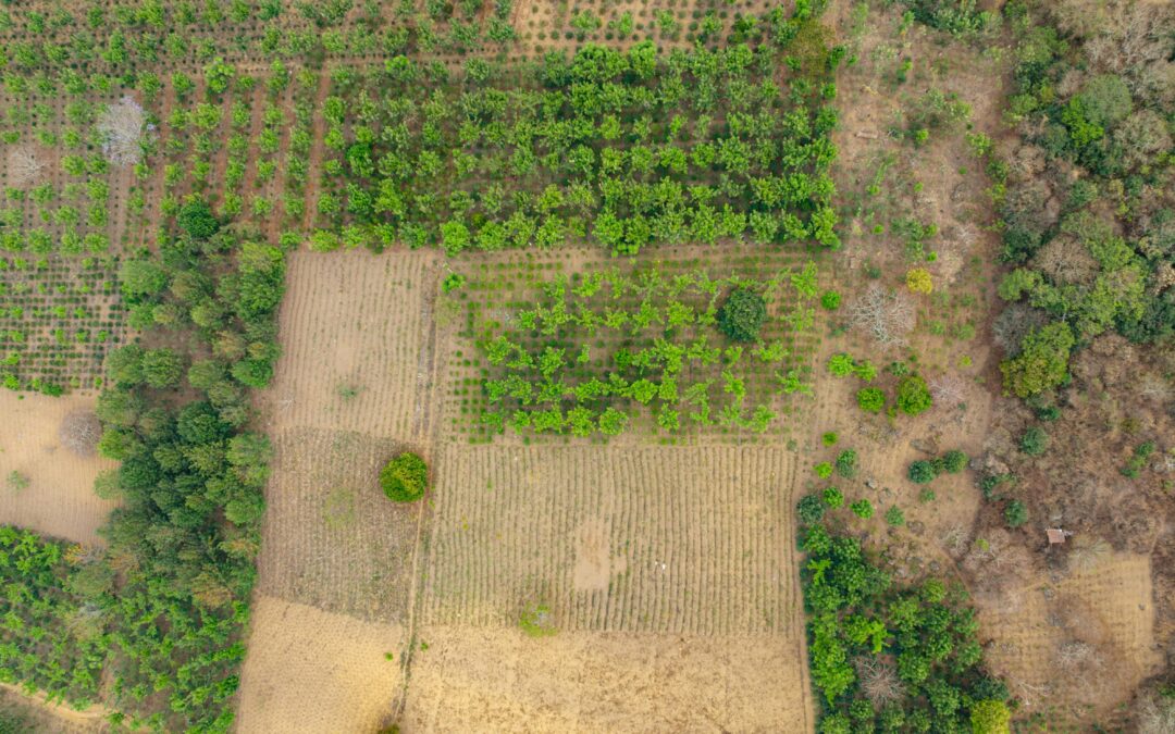 Agroforestry Explained: How Tree Farming Generates Higher Returns Than Traditional Crops