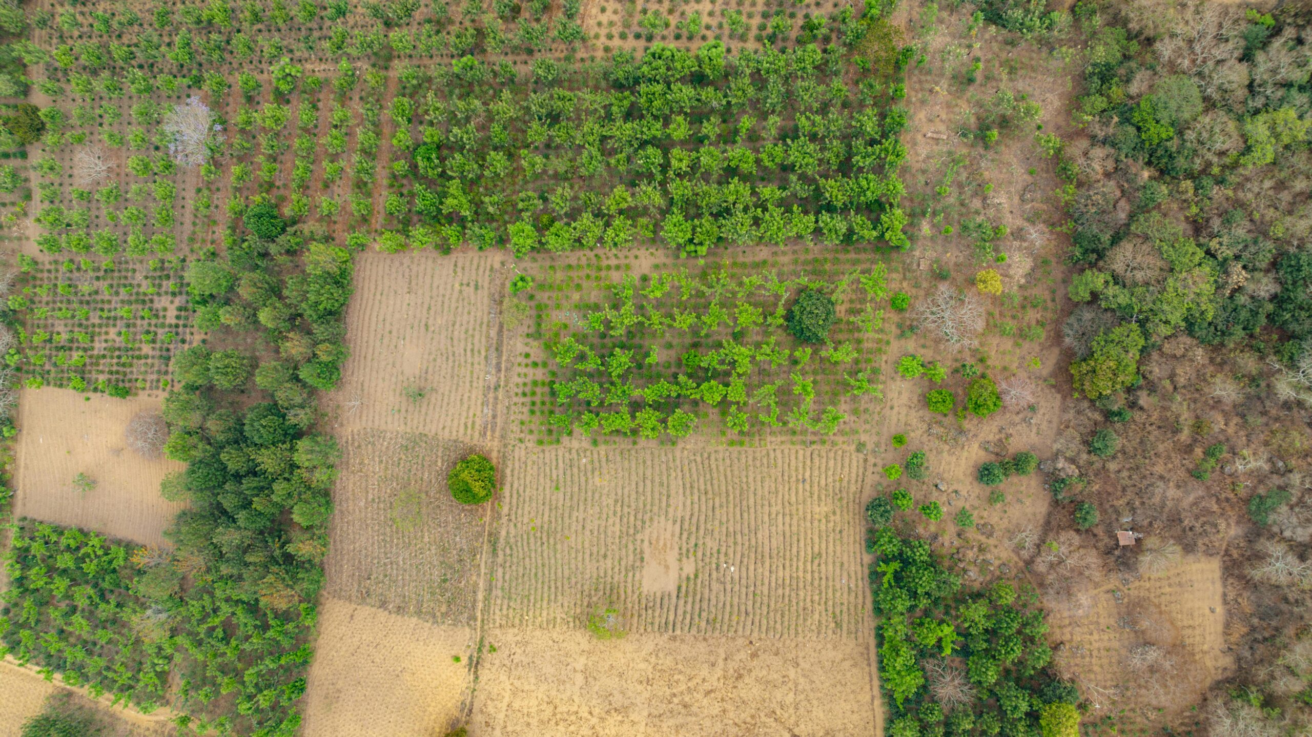 pexels-kelly-11733145 agroforestry in coorg| bangalore