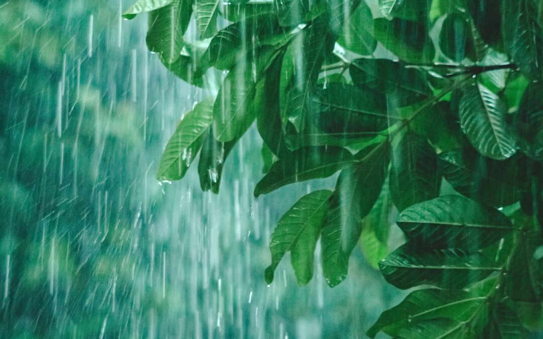 The Rainwater Harvesting Advantage on Coorg Farmland: How Every Drop Is Managed for Maximum Agricultural Value