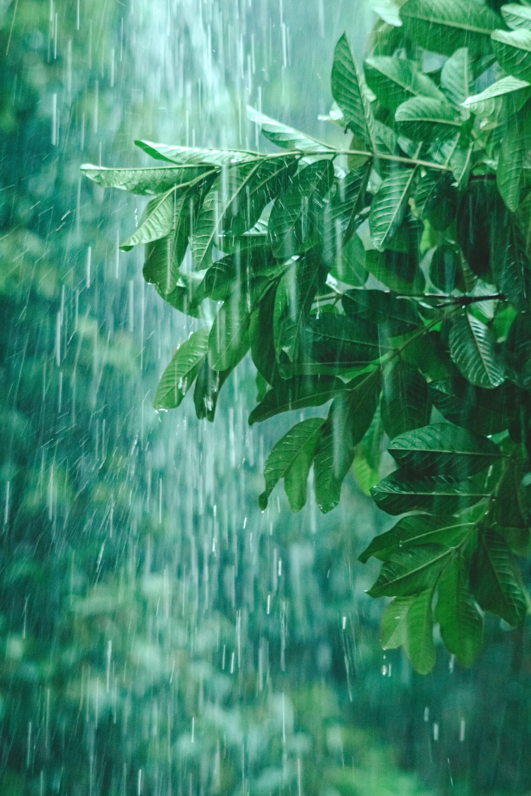 pexels-le-d-c-khanh-701416308-33836489 rain water harvesting