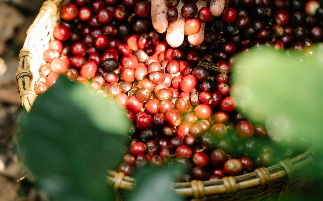 How Coffee Berry Borer and Leaf Rust Are Managed on Coorg Farmland: A Practical Guide to Coffee Pest Management