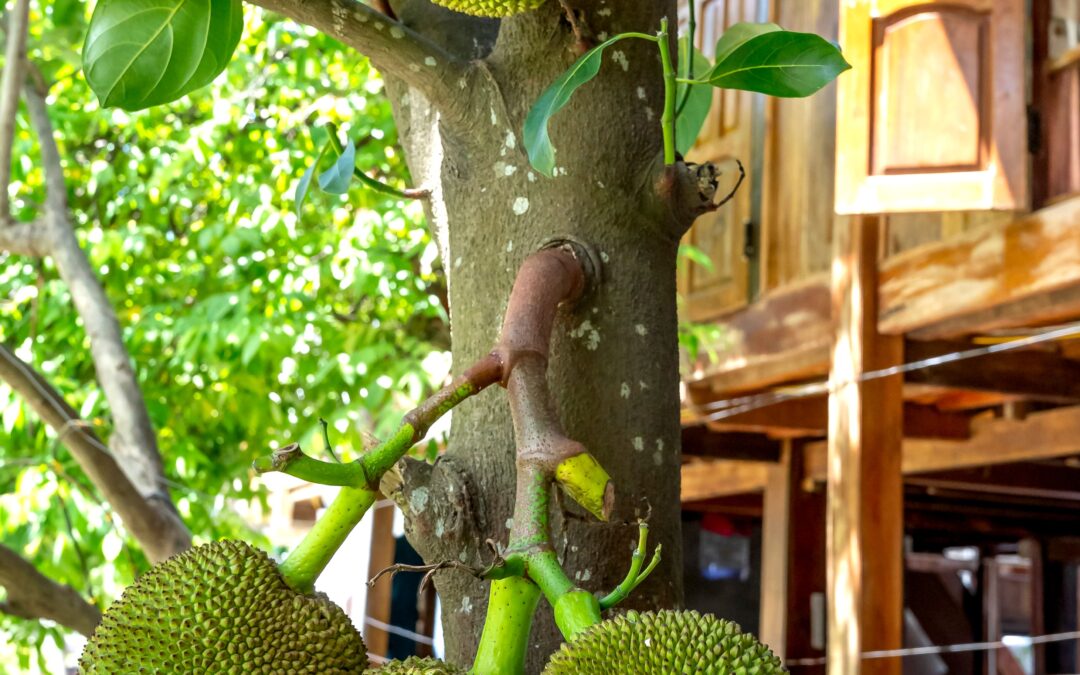 Mango and Jackfruit Orchards on Coorg Farmland: The Fruit Income Layer Most Investors Don’t Know About