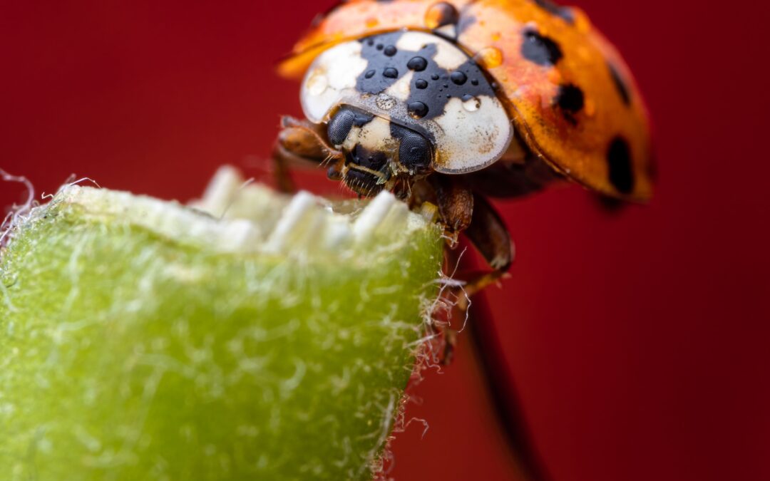 Nature’s Pest Controllers: Beneficial Insects Every Farm Needs