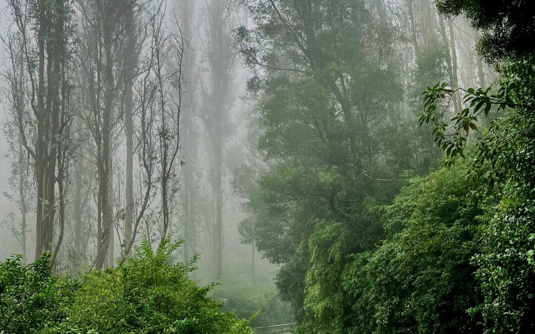 The Monsoon Visitor’s Guide to Coorg: Why the Rainy Season Is Secretly the Best Time to Understand Your Farm Investment