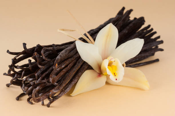 Vanilla Cultivation in Coorg: The Ultra-Premium Spice Opportunity on Western Ghats Farmland