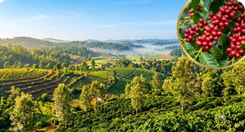 The Coorg Coffee Estate Road Trip: A Scouting Guide for First-Time Farmland Buyers From Bangalore