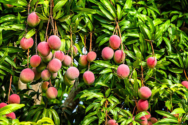The Mango Orchard Investment Near Mysore: Karnataka’s Most Reliable Commercial Fruit Crop