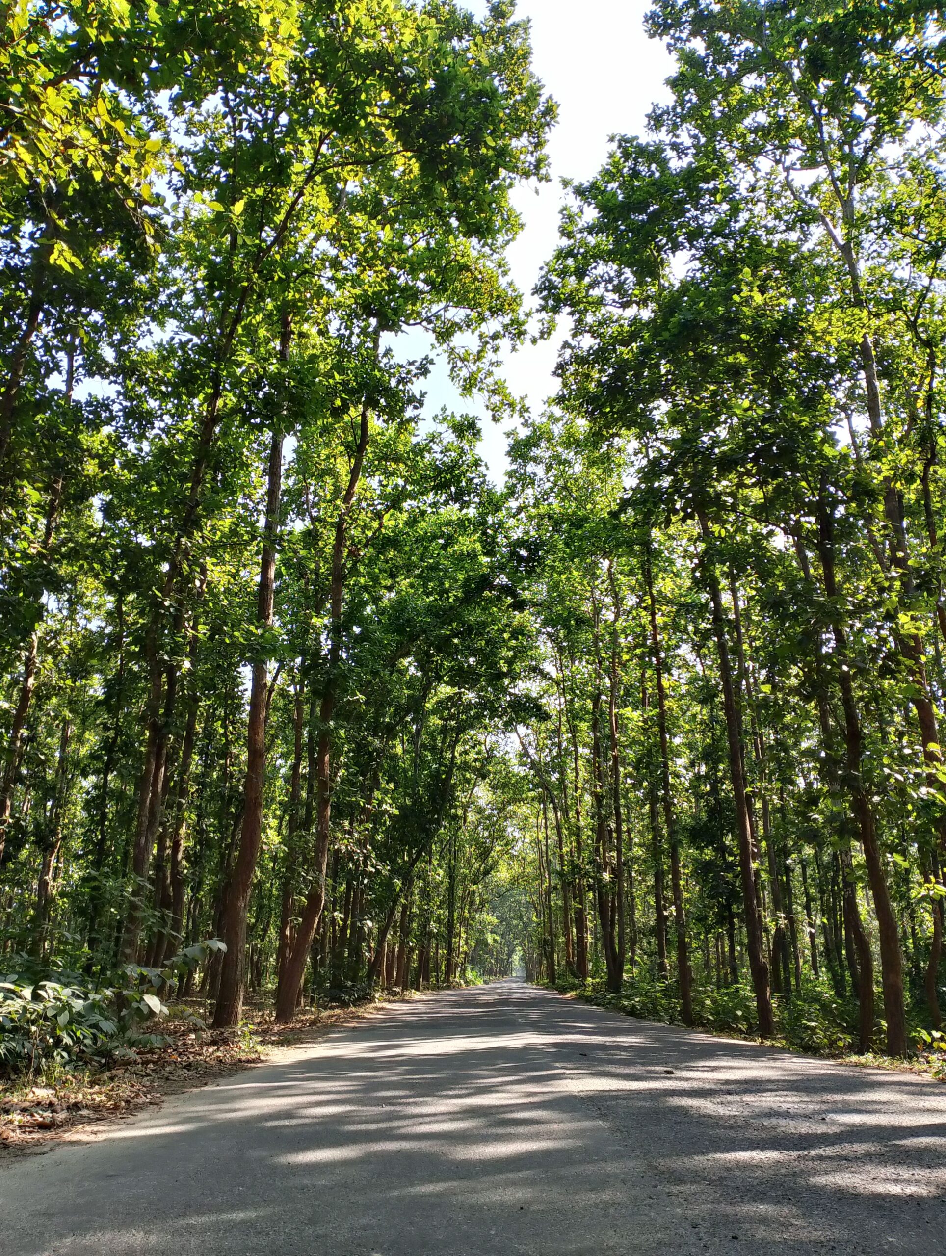 The Neglected Coorg Coffee Estate: What Happens When a Farm Is Left Without Professional Management and What It Costs to Recover