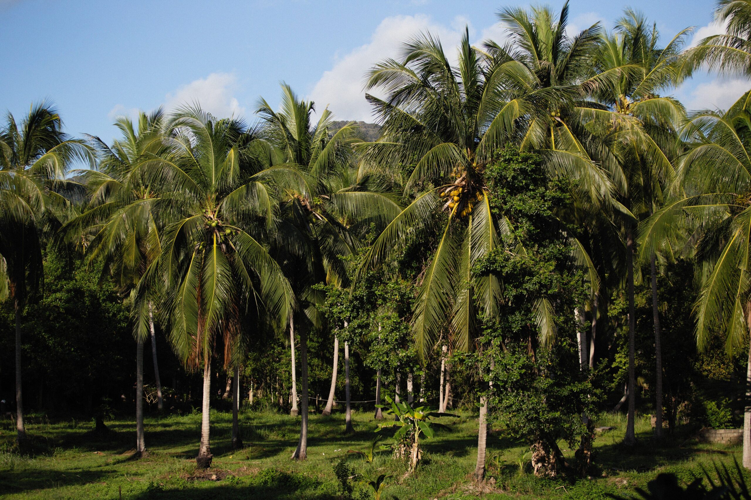 The Coconut Plantation Option Near Mysore: A High-Yield Traditional Crop for Agricultural Land Investors