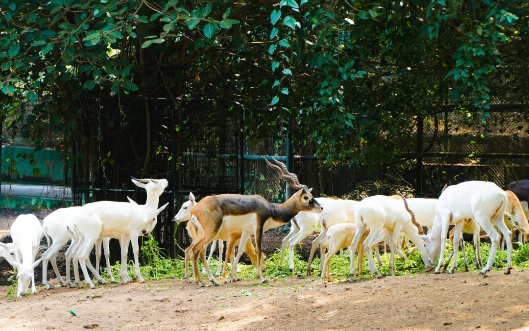 Wild Encounters & Heritage: A Complete Guide to Mysuru Zoo