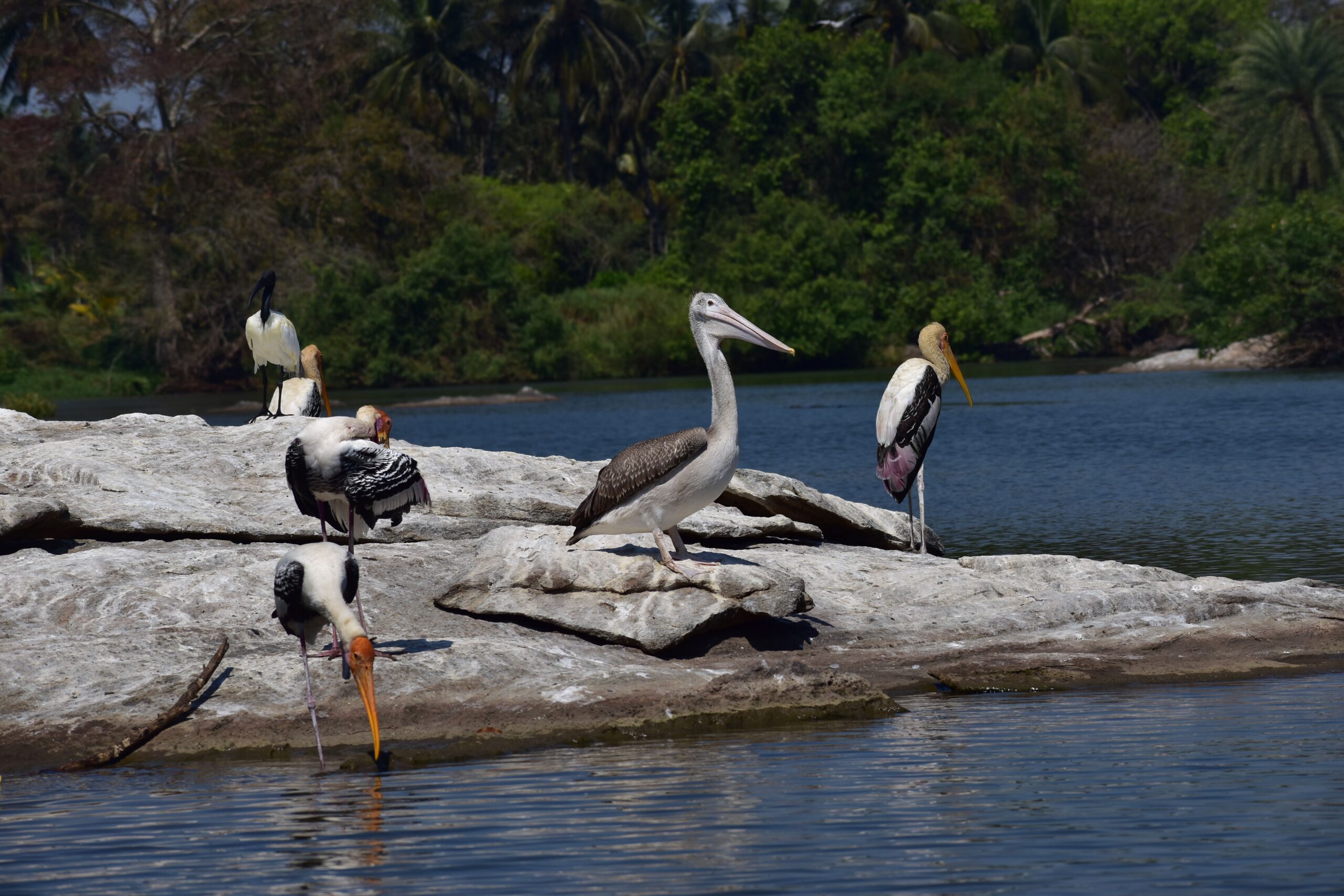 Winged Wonders: The Ultimate Guide to Ranganathittu Bird Sanctuary