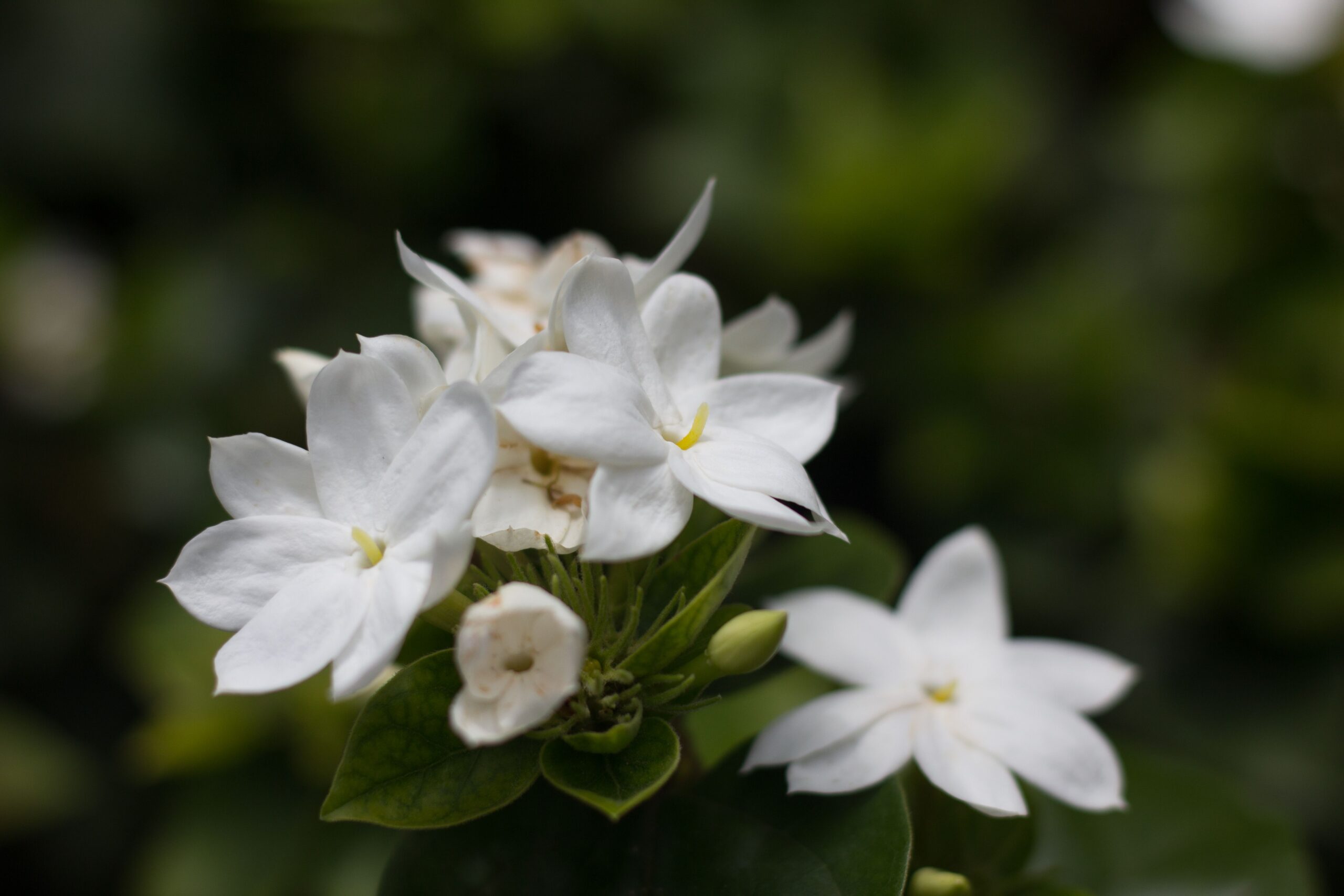 The Midnight Jasmine and Morning Coffee: Why Mysore’s Flower Economy Connects to Your Farmland Investment