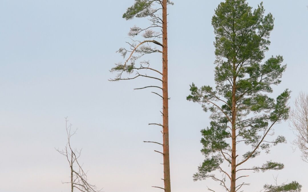 Sandalwood Investment in Coorg: The Ultra-Premium Timber Option and Why Patience Is the Only Requirement