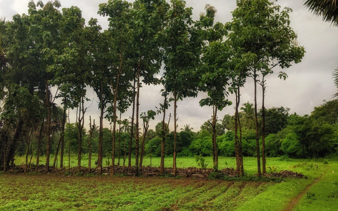 How Do You Compare the Income From a Single-Species Orchard vs a Multi-Species Agroforestry System Over 10 Years?