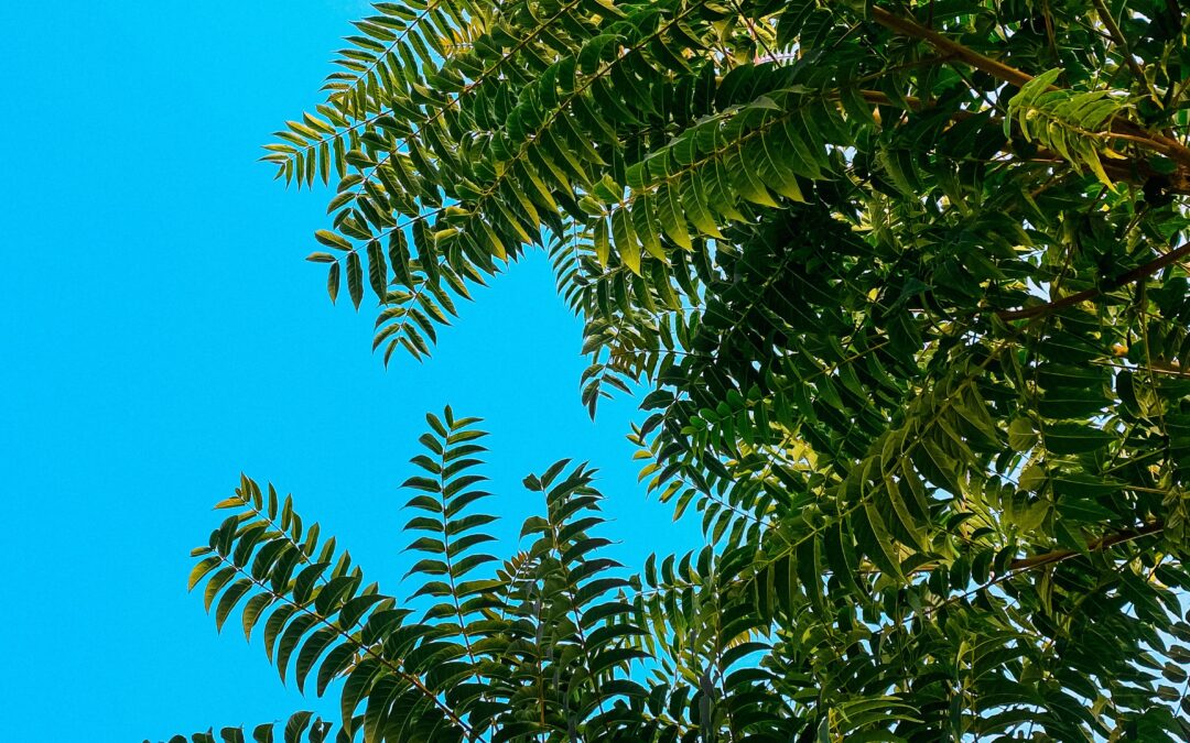 How Native Trees Improve Productivity on Farmland in Mysore