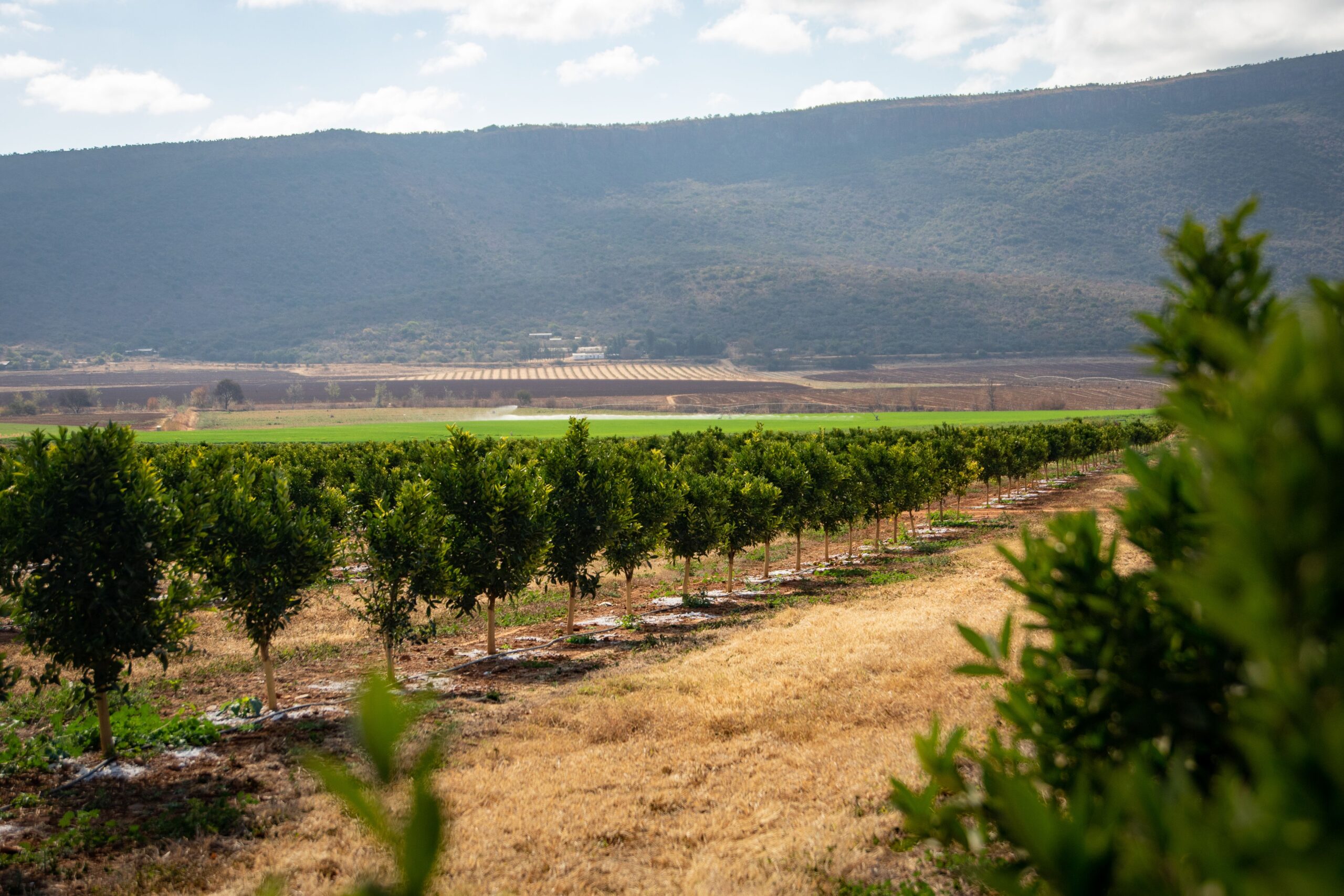 What Is Agroforestry and Why Is It Better Than Growing Just One Crop on Your Farmland?