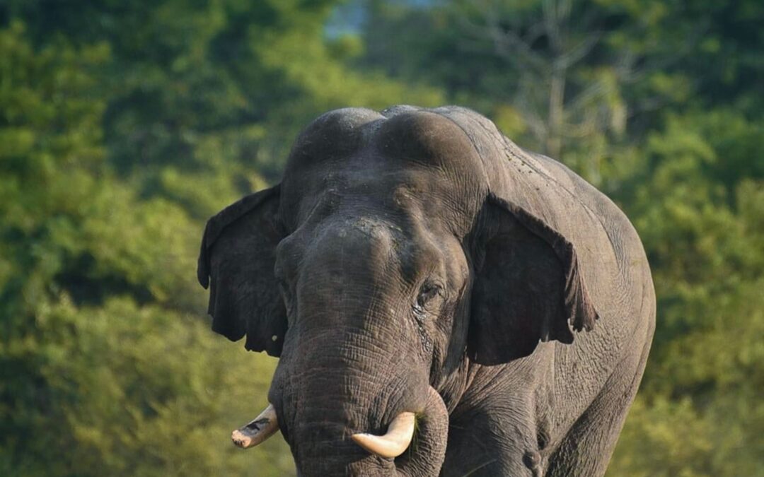 Coorg’s Wildlife and Your Coffee Estate: Tigers, Elephants, and What Living Near Nagarhole Actually Means