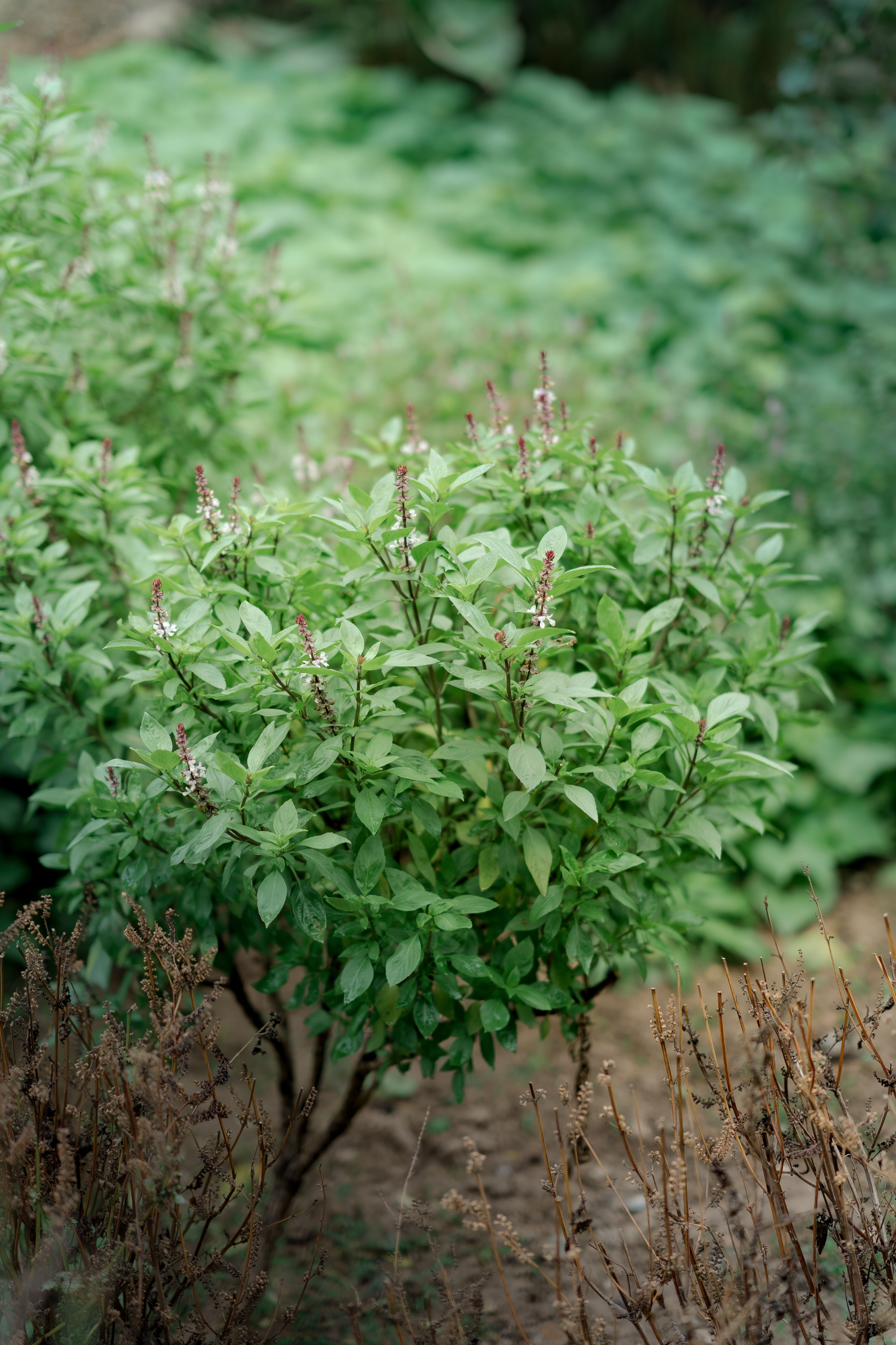 10 Best Native Plants for Indian Home Gardens (And Why You Need Them)
