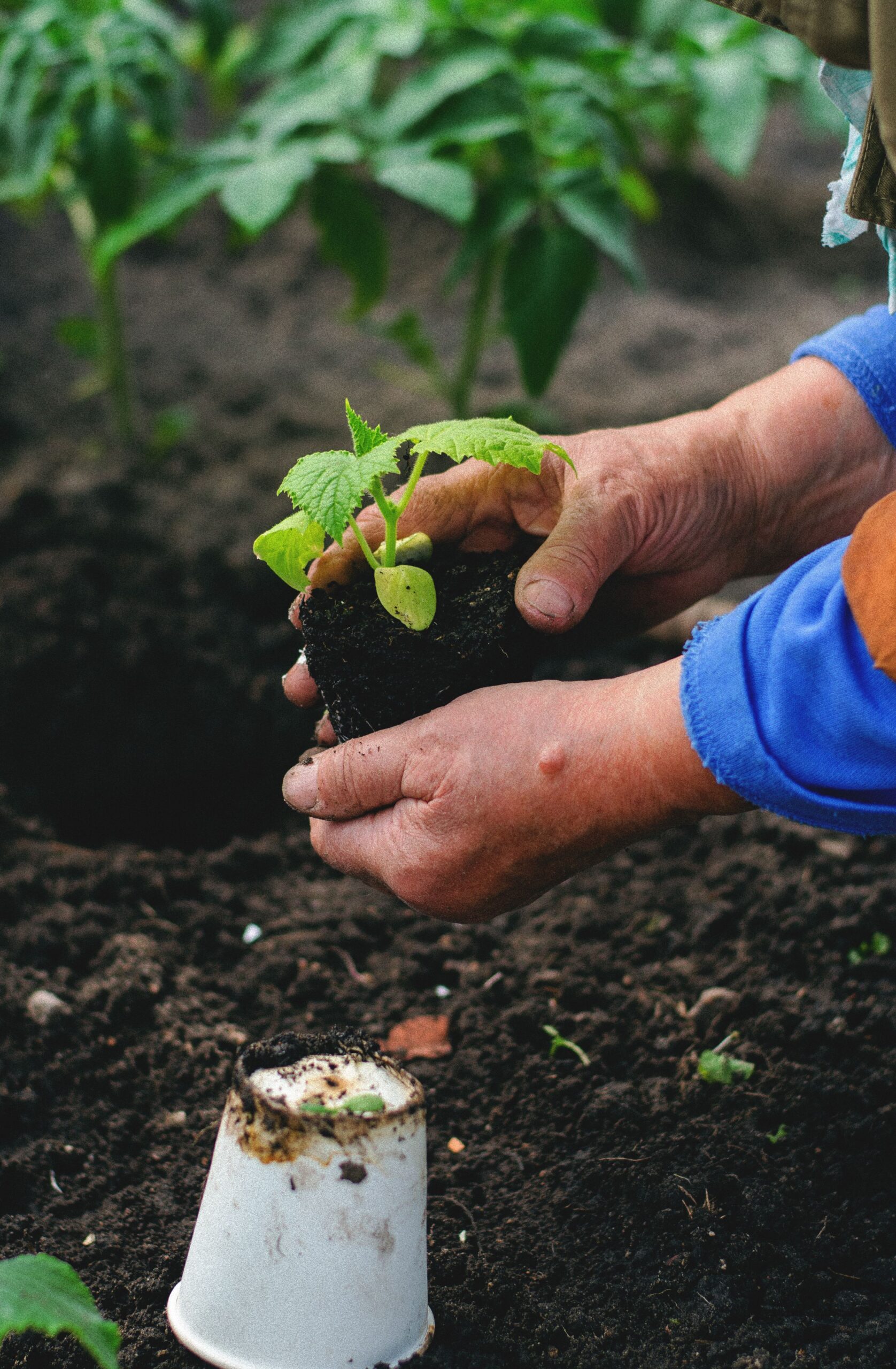 The Role of Healthy Soil in Building Profitable Farms in Mysore