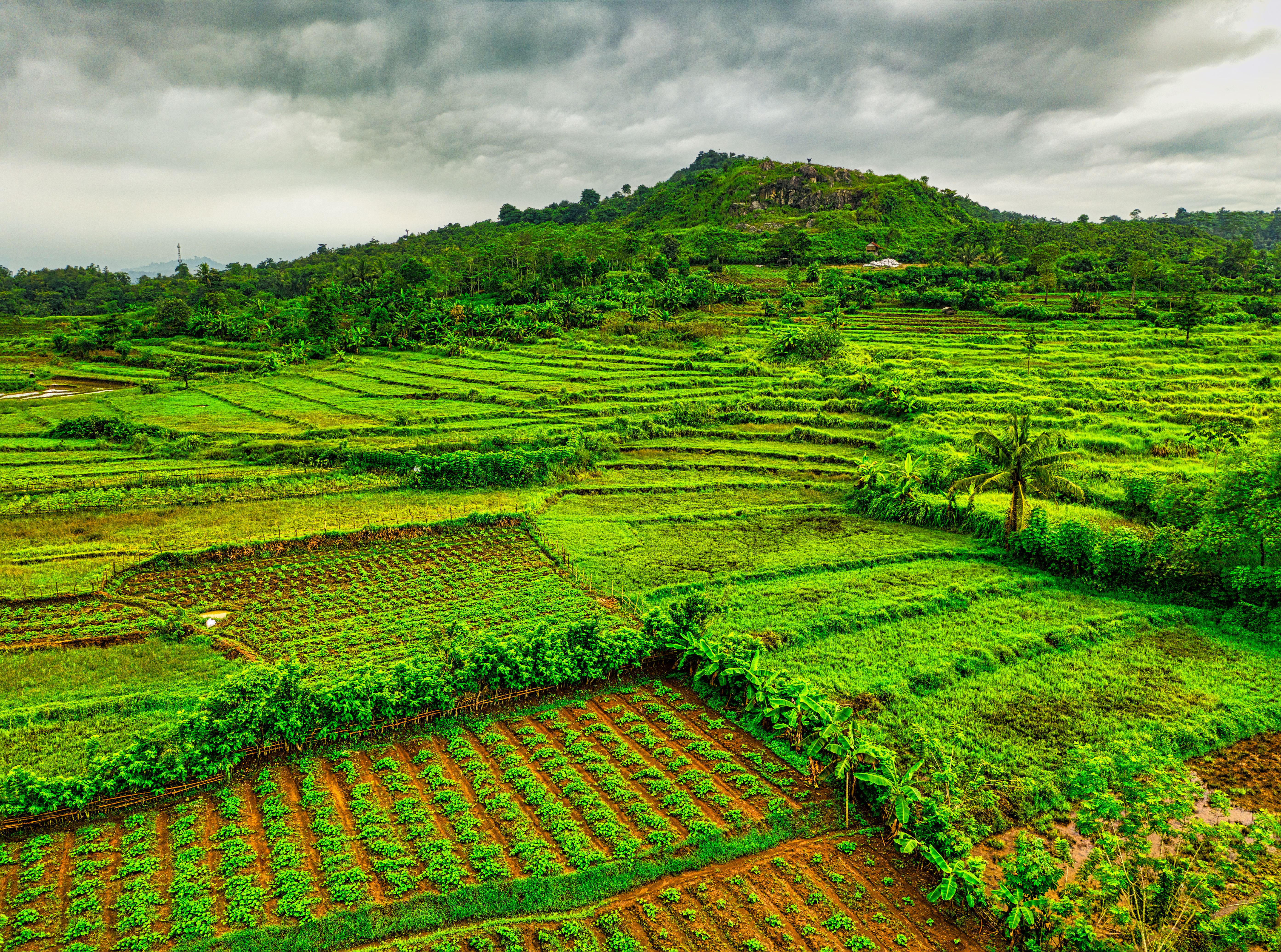 Software Engineers and Coorg Farmland: Why India’s Biggest Professional Community Is the Best Fit for This Investment