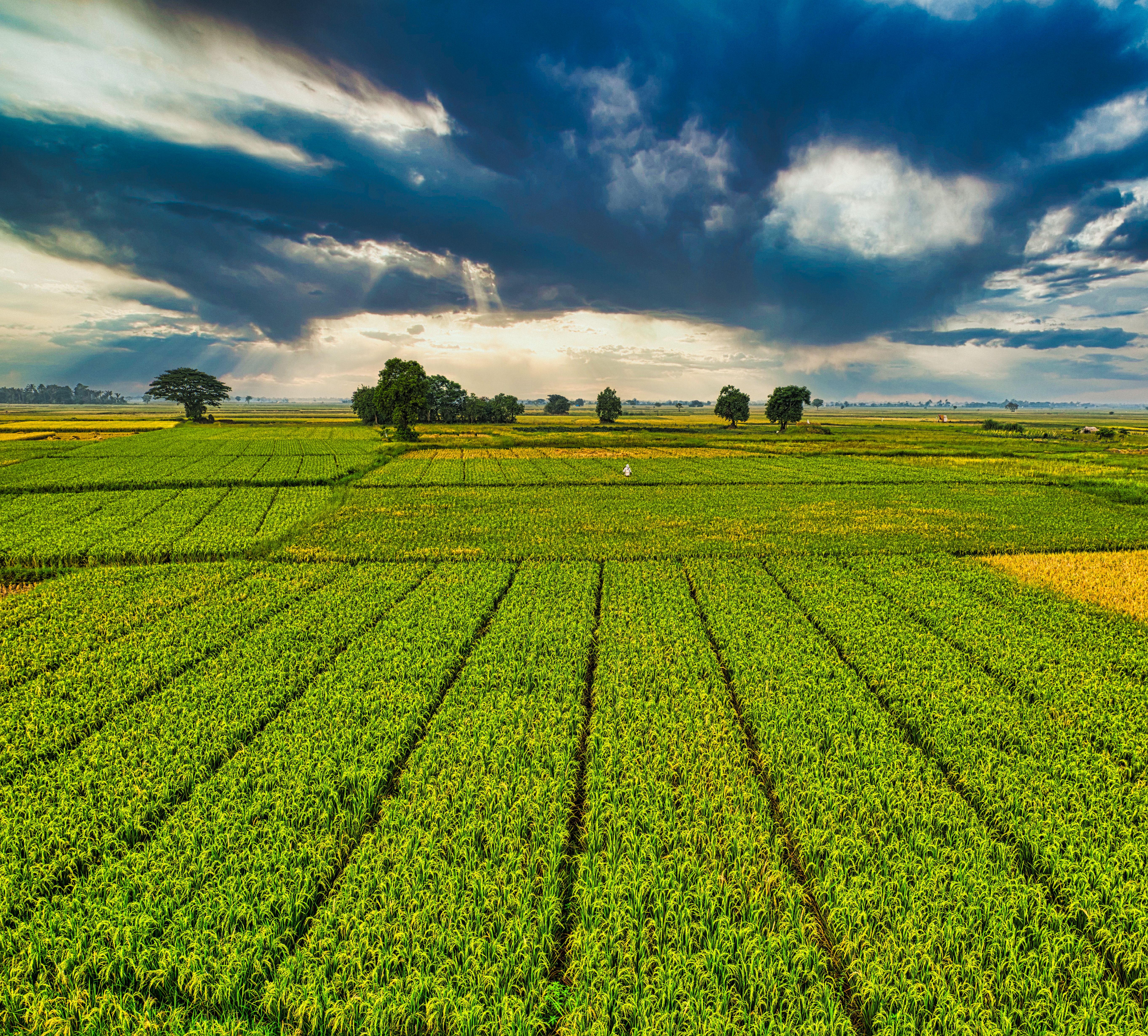 How Do Small Agroforestry Farmers Access Premium Markets — and What Does Nature N Me Do Differently?