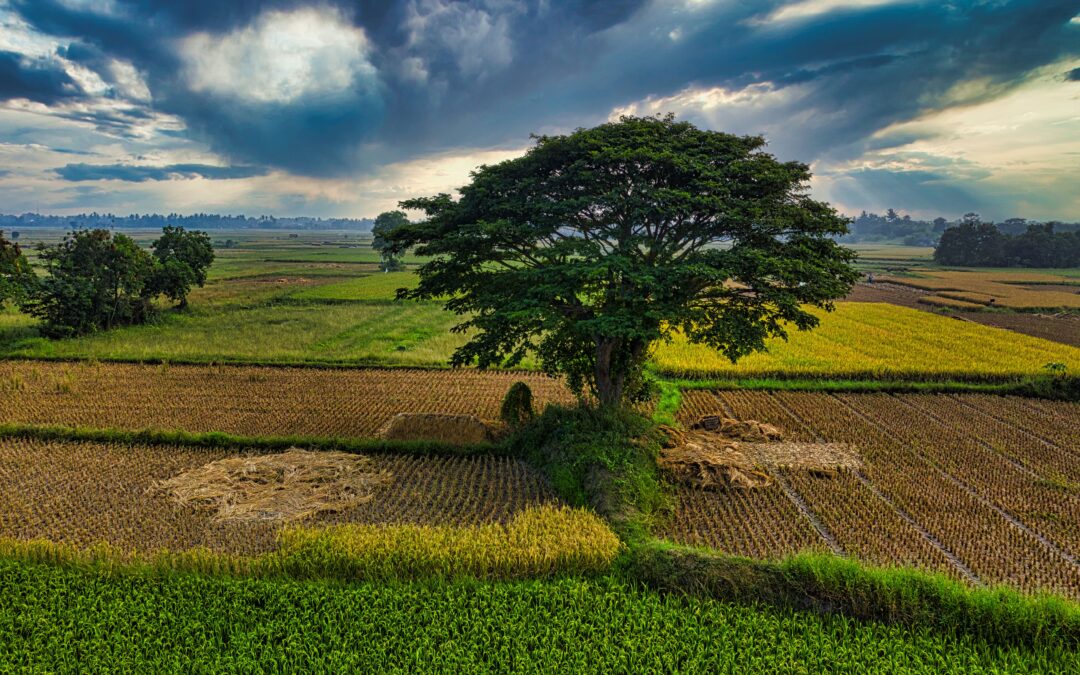 Why Bangalore Doctors Are Specifically Well-Positioned for Coorg Farmland Investment in 2026